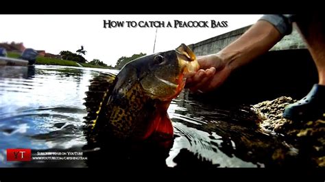 How To Catch A Peacock Bass With Live Bait Tutorial Youtube