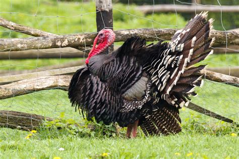 Turkey Bird Free Stock Photo Public Domain Pictures