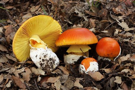 Amanita Caesarea Huevos De Rey Oronjas Tanas La Casa De Las Setas