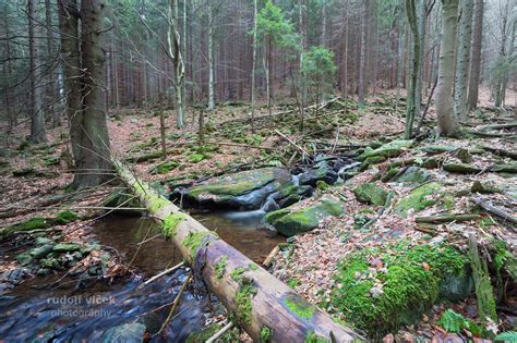 Forest Brook Forest Garden Bridge Outdoor