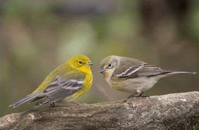 マツアメリカムシクイ Pine Warbler Setophaga pinus Certhia pinus Dendroica