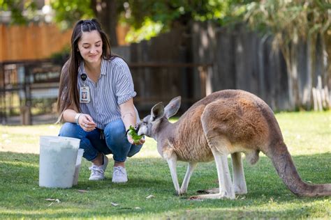 Roo Rendezvous - Fresno Chaffee Zoo