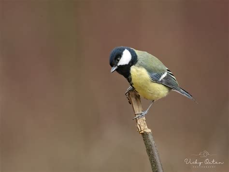 Great Tit Vicky Outen Flickr