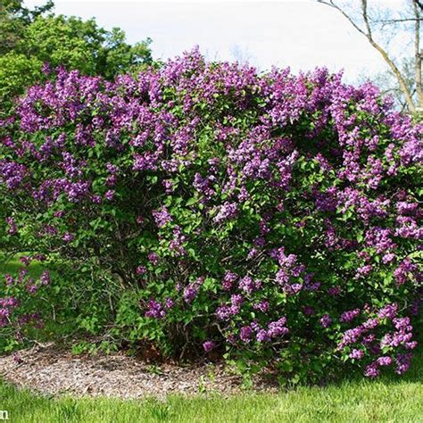 Purple Flowers Are Growing On The Side Of A Bush