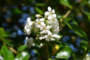 15 Incredible Escallonia Varieties With A Breadth Of Leaves And Flowers | Horticulture Magazine