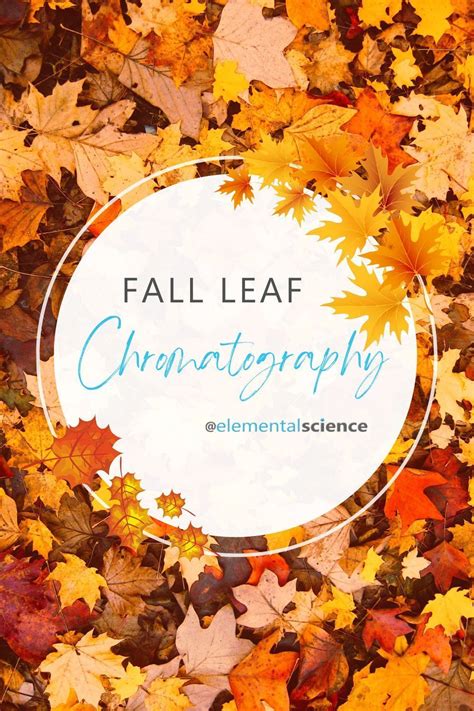 Fall Leaf Chromatography {A Fall Science Activity} | Fall science ...