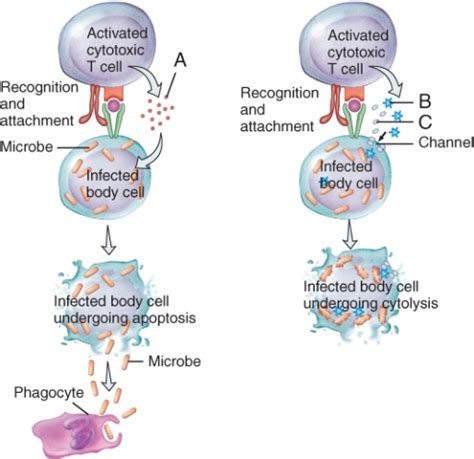 In the Figure Showing the Activation of Cytotoxic T Cells | Biology+