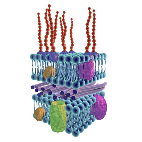 Gram Negativas Características Estructura Ejemplos