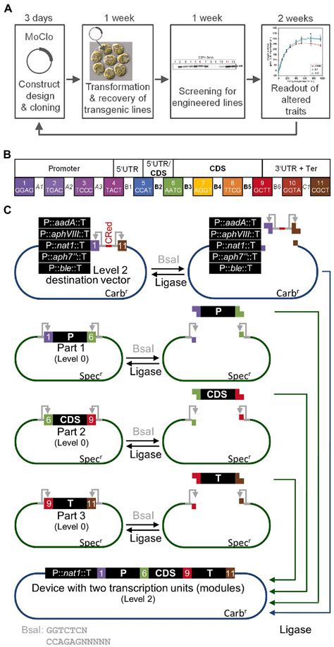 Frontiers Molecular Advancements Establishing Chlamydomonas As A Host