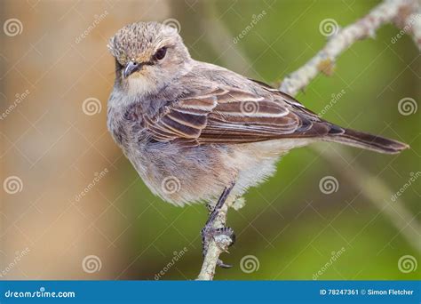 African Grey Flycatcher Stock Image Image Of Africa 78247361