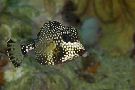 Common Reef Fish of Florida and the Caribbean