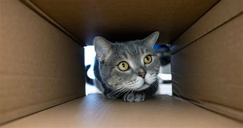 How Much Space Does A Cat Need To Be Happy Shelter Plus