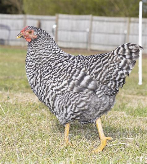 Black and White Chicken Hen Walking on a Field Stock Image - Image of ...