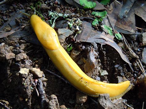 Big Fat Banana Slug Long Jimwich Flickr