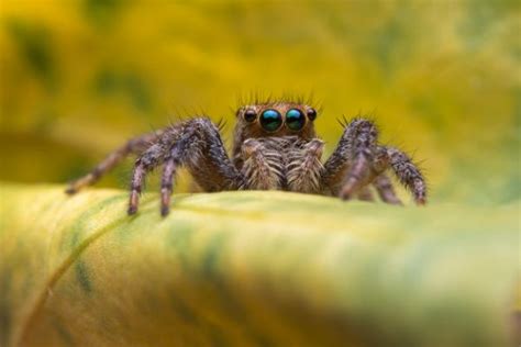 Facts About Jumping Spiders You Did Not know - Content Rally