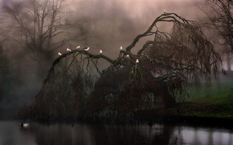 Weeping Willow Tree Wallpaper (53+ images)