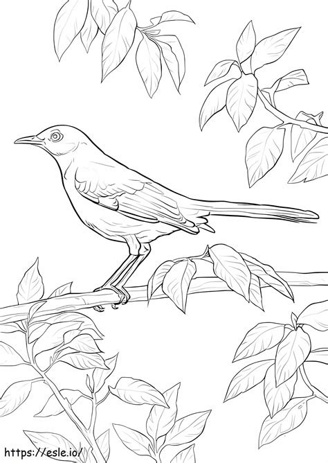 Northern Mockingbird coloring page