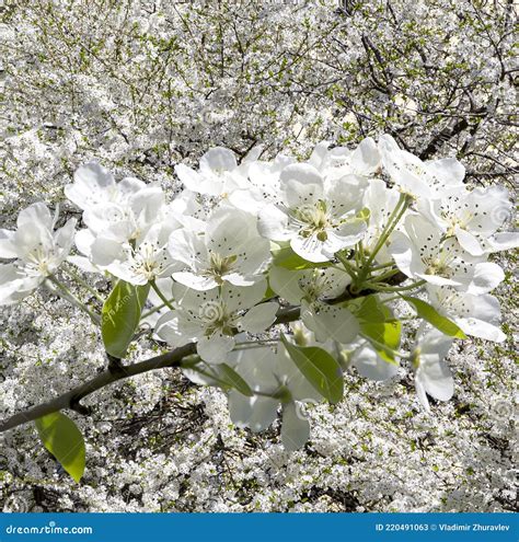 Rama De Manzano Floreciente Con Grandes Flores Blancas En Primavera