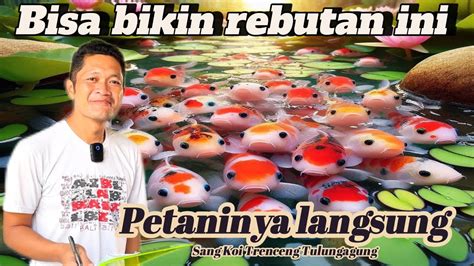 Bisa Rebutan Niipaket Koi Langsung Dari Petaninyasang Koi Trenceng