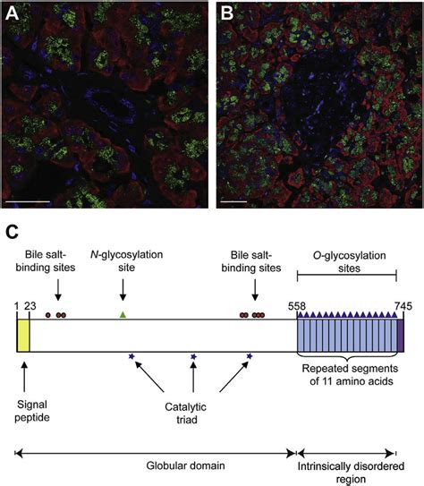 Expression Of Human CEL In The Acinar Cells Of Normal Pancreatic Tissue