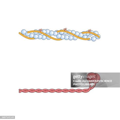 Myosin Head Photos and Premium High Res Pictures - Getty Images