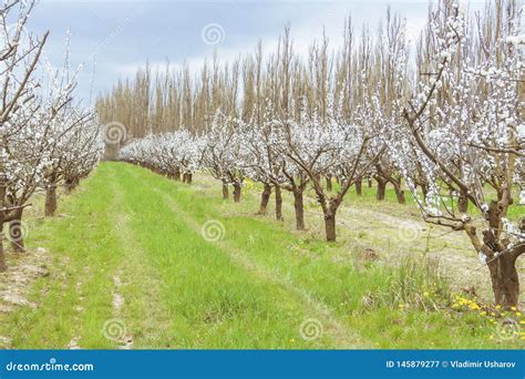 Orchard with Plum Trees during Flowering Stock Image - Image of ...