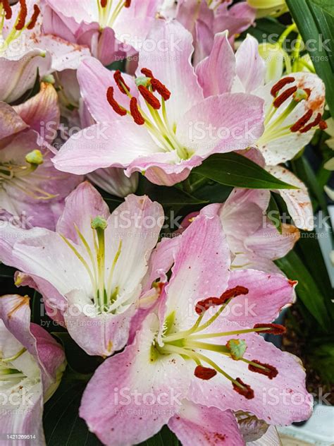 Beautiful Blooming Lily Flower In The Greenhouse Lilium Plant