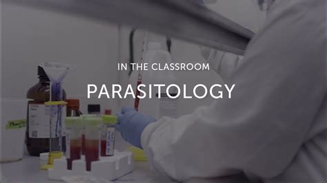 Parasitology Lab Youtube