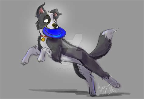 Border Collie frisbee by Mad--Munchkin on DeviantArt