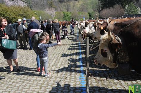 Un Migliaio Di Persone Invadono Pollone Per Il Raduno Della Pezzata