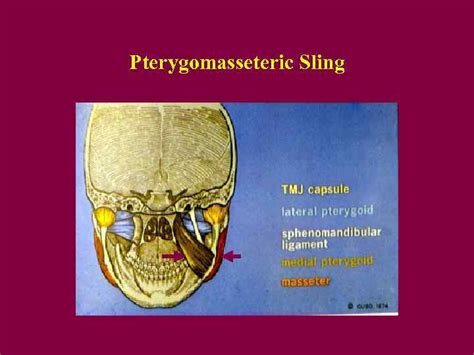 Masticatory Anatomy The Muscles Of Mastication