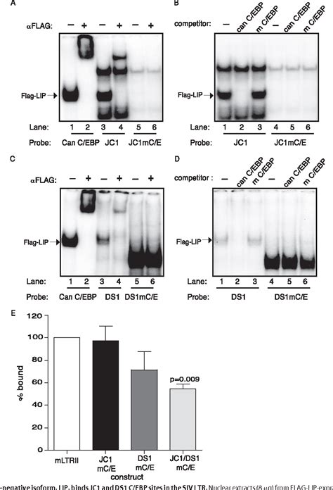 Figure 1 From Regulation Of SIVmac239 Basal Long Terminal Repeat