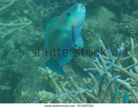 Parrotfish Great Barrier Reef Stock Photo 561689566 | Shutterstock