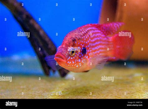 Blood Red Jewel Cichlid Hemichromis Lifalili Stock Photo Alamy