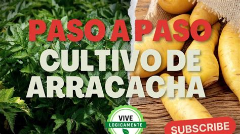 Cultivo De Arracacha Consejos Pr Cticos Y T Cnicas Efectivas Para Un