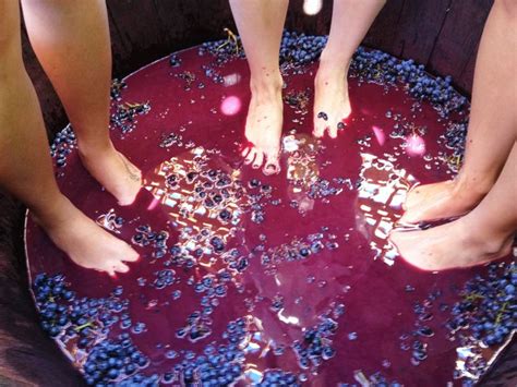 Experience The Joy Of Grape Stomping At Grgich