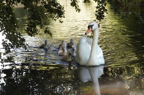 Premium Photo Mute Swan With Cygnets Swimming On Lake