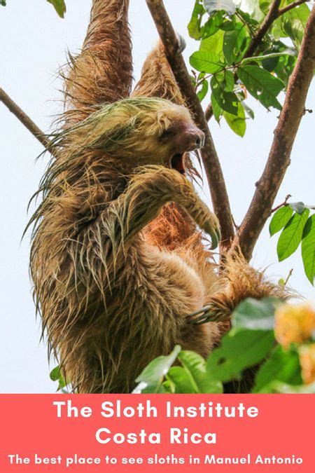 The Sloth Institute Researching Educating And Helping Sloths Visit