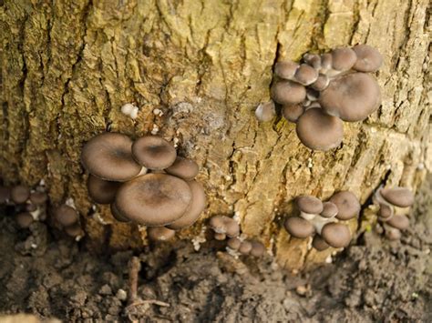 Las setas de ostra crecieron en el árbol Foto Premium