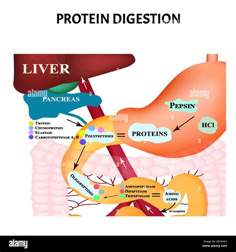 Metabolismo De Proteinas