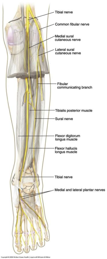 Sural Nerve Bundles In The Human Body Yahoo Image Search Results Sensory System Nervous