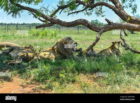 Lions at Lion & Safari Park, Johannesburg, South Africa Stock Photo - Alamy