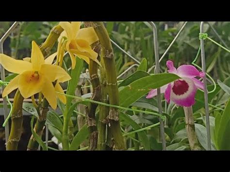 Promo Anggrek Dendrobium Nobile Dan Oncidium Taiwan Murah Youtube