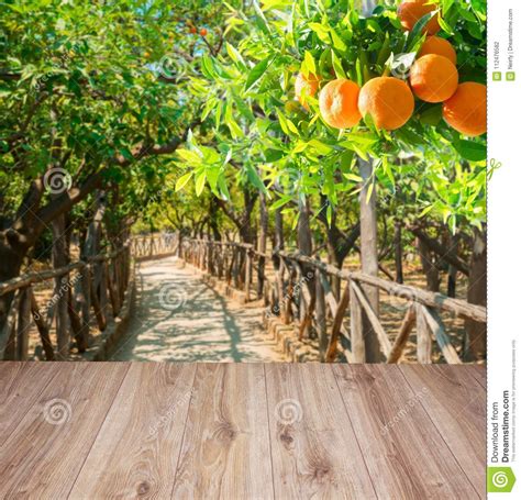 Orange tree garden stock photo. Image of leaves, crop - 112476582