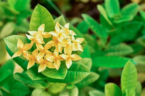 Maui Ixora Care Everything You Need To Know Gfl Outdoors