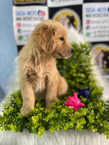 Lindos Filhotes De Golden Retriever Parcelamento Sem Juros