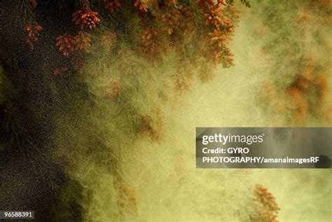 Cedar Pollen Photos and Premium High Res Pictures - Getty Images