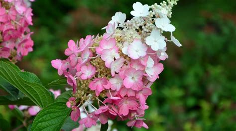 16 Pink Hydrangea Varieties With Beautiful Bright Colors