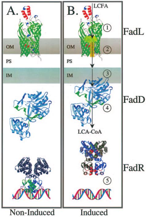 Fatty Acid Transport Trafficking And Transcriptional Control In E