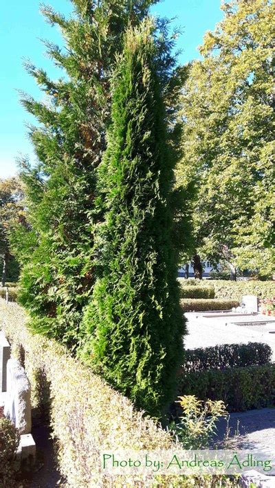 Thuja Occidentalis Fastigiata Pelartuja V Xtmaterial